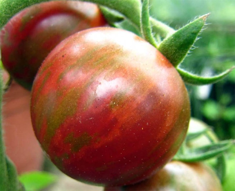Tomate Jebis, Lycopersicum esculentum, paradicsom